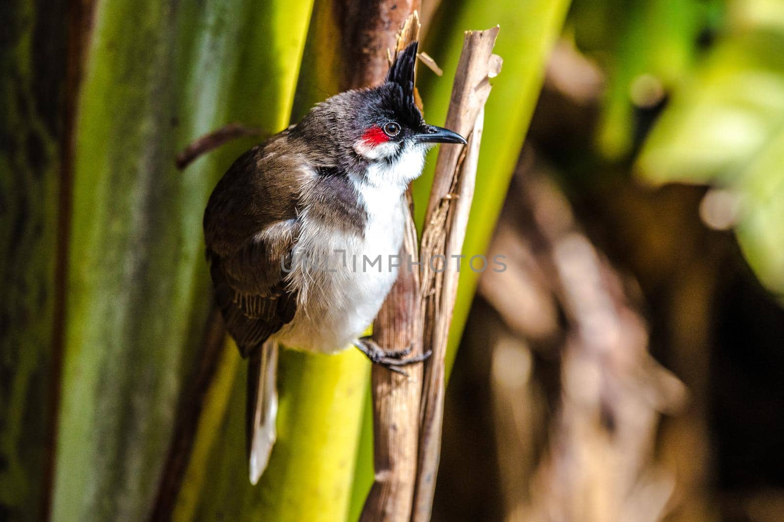 Southeast Asian Red-whiskered bulbul (Pycnonotus jocosus), Mauritius, Africa by Weltblick