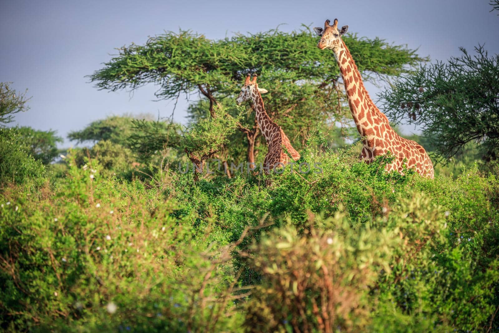 Masai Giraffe in Tsavo East Nationalpark, Kenya, Africa by Weltblick