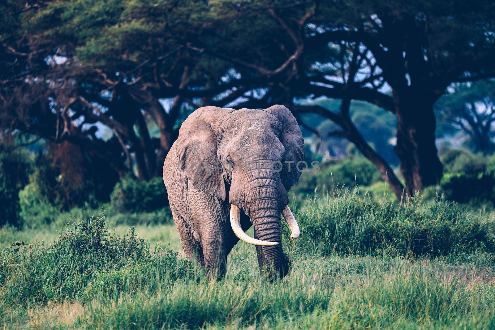 Elephants in Amboseli Nationalpark, Kenya, Africa  by Weltblick