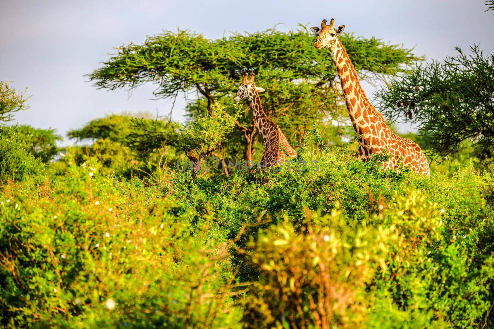 Masai Giraffe in Tsavo East Nationalpark, Kenya, Africa by Weltblick
