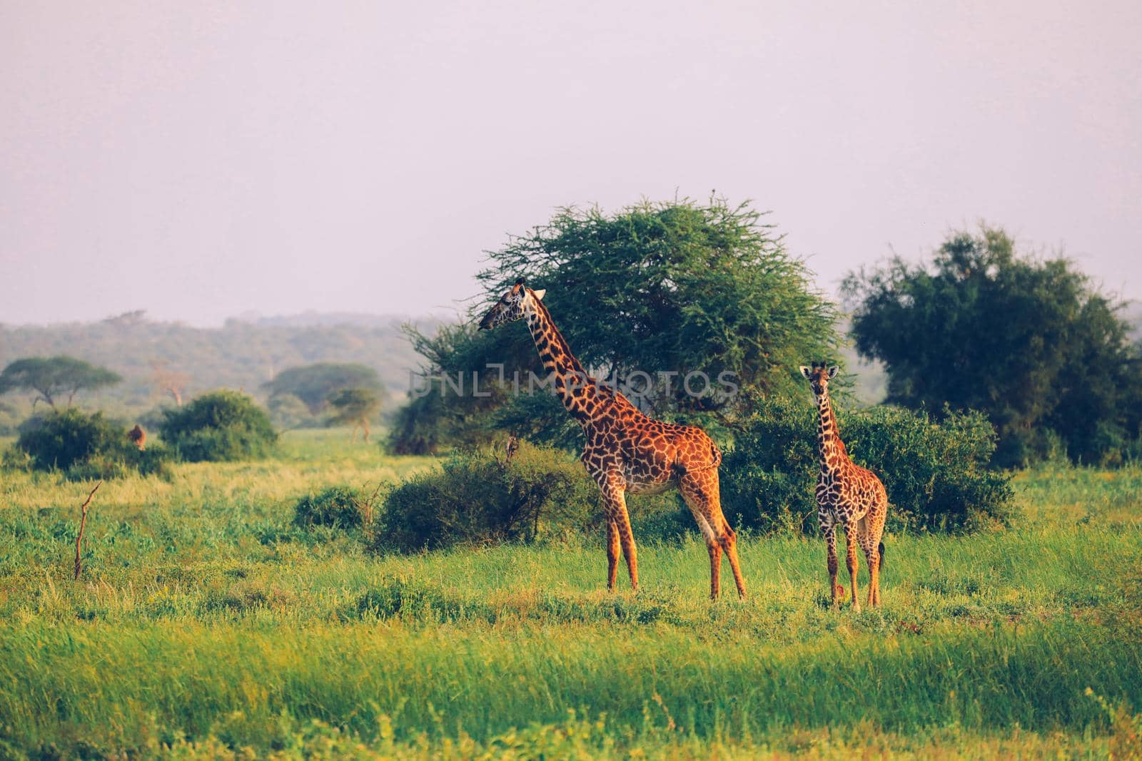 Masai Giraffe, Massai-Giraffe in Amboseli National Park, Kenya, Africa by Weltblick