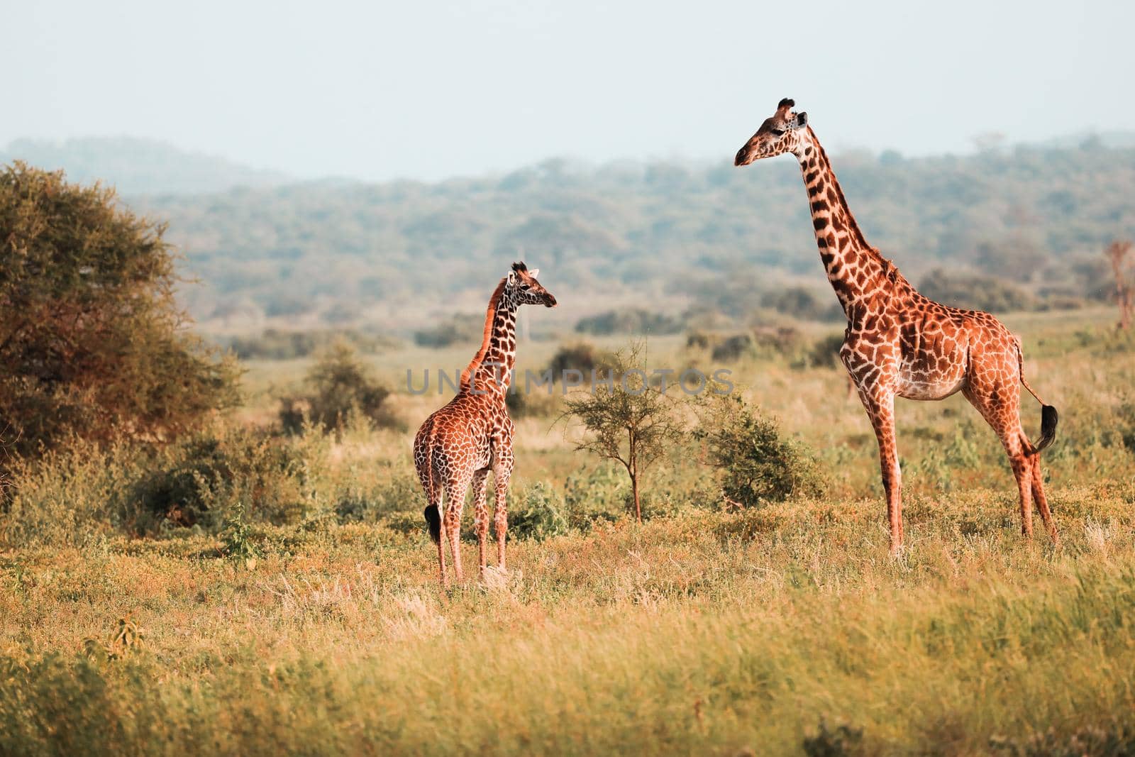 Masai Giraffe, Massai-Giraffe in Amboseli National Park, Kenya, Africa