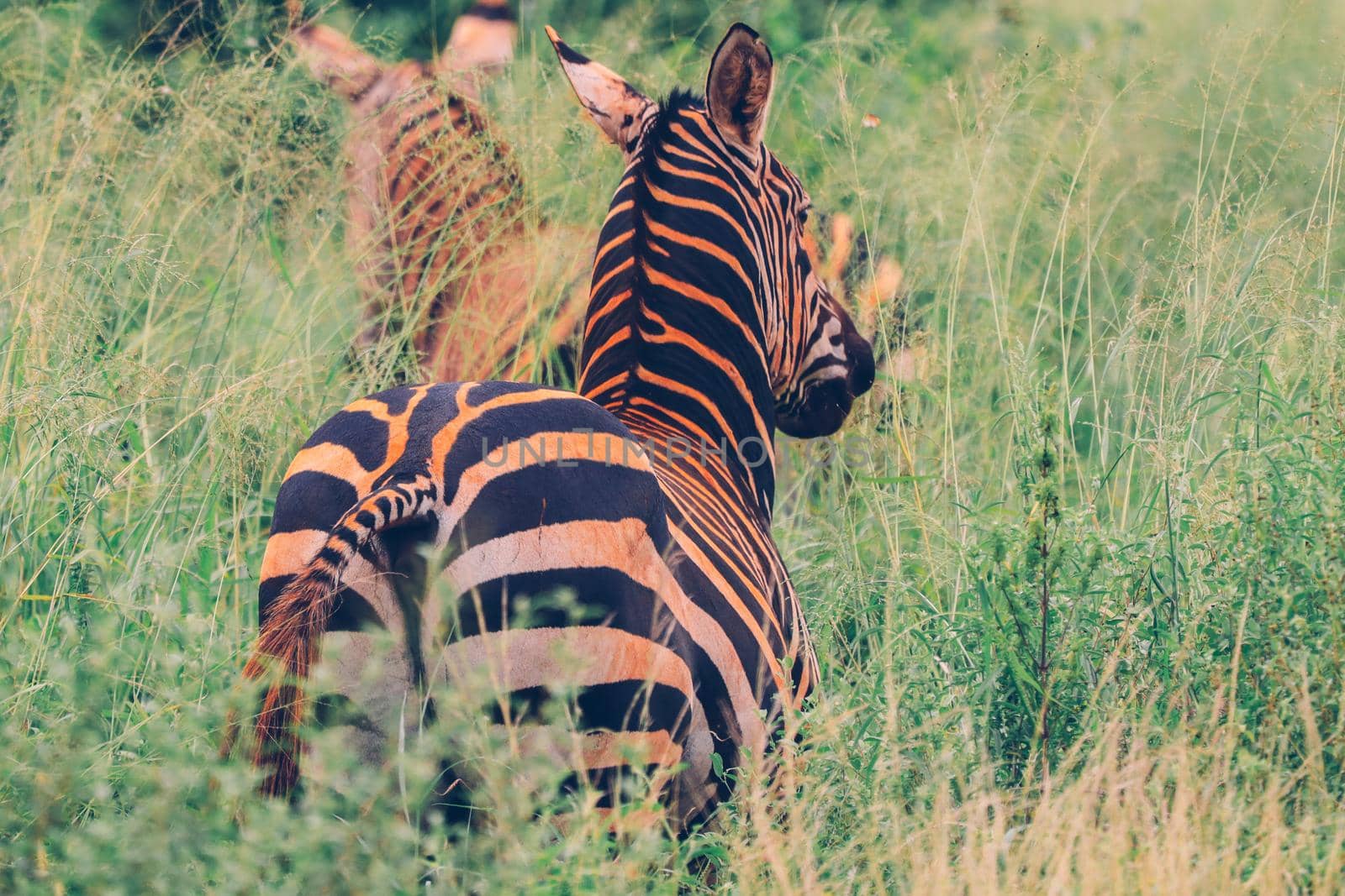 Zebras in Amboseli National Park, Kenya, Africa