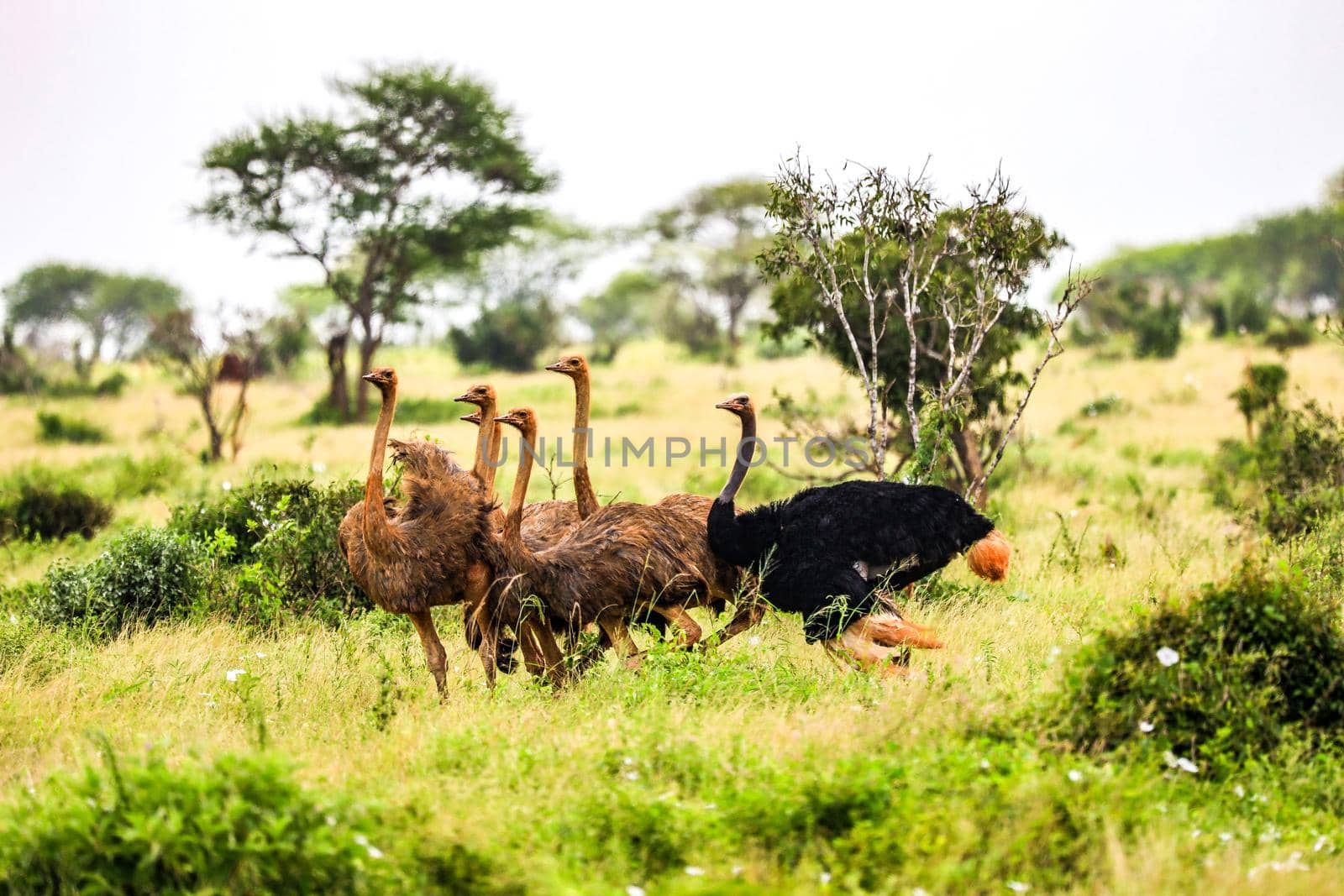 Ostrich in Tsavo East National Park, Kenya, Africa by Weltblick