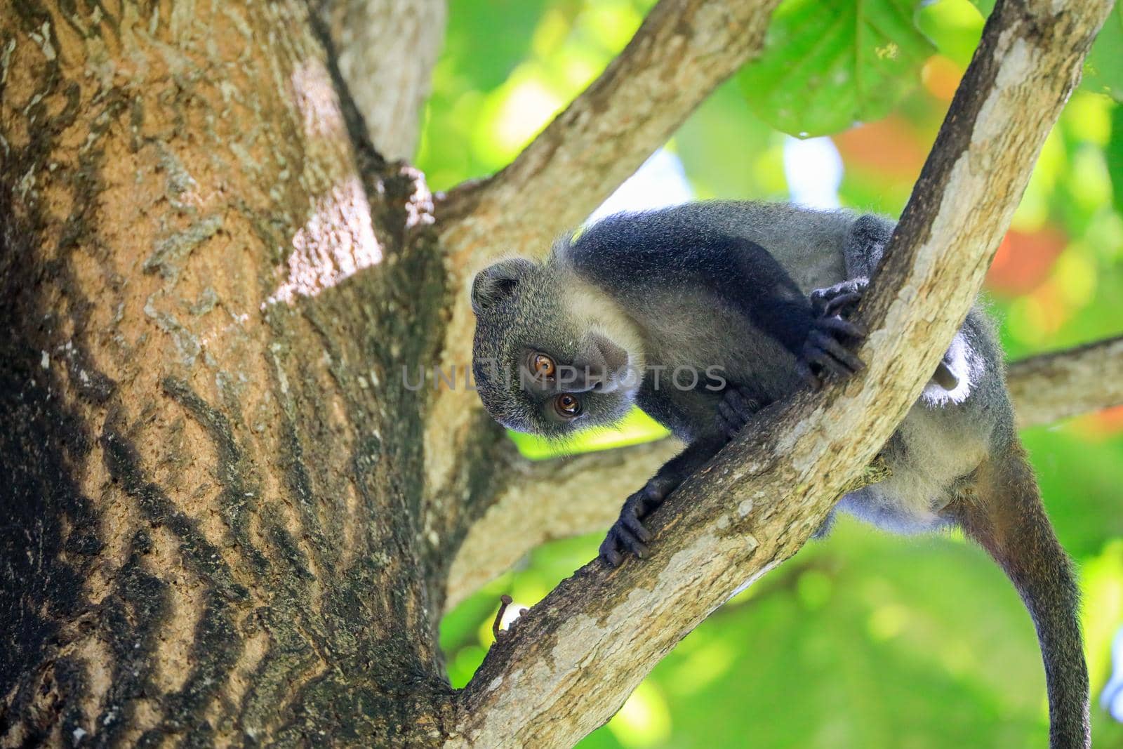 White-throated Monkey in a tee, Kenya, Africa by Weltblick