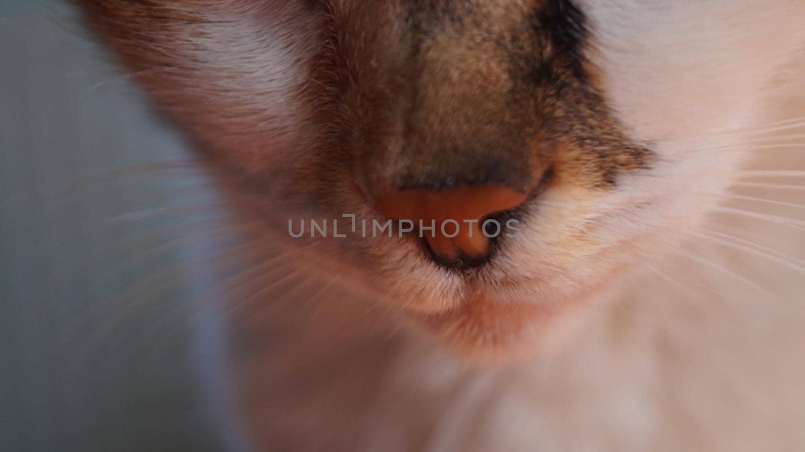 close up of a three-suited cat's nose - macro horizontal photo