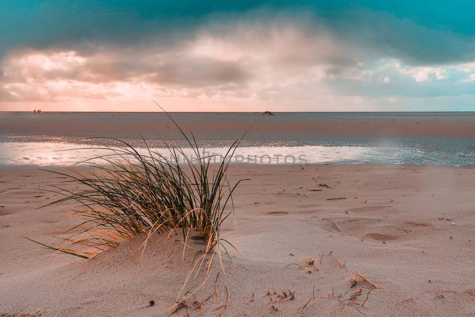 Dunes at the Beach of Amrum, Germany, Europe by Weltblick