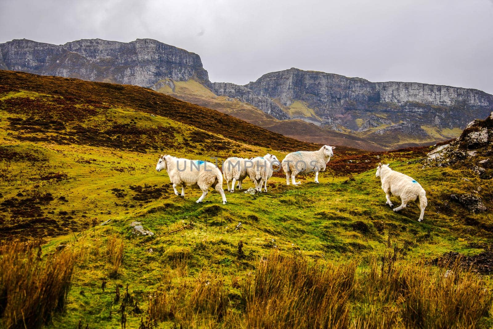 Sheeps at the Isle of Skye, Scotland, Great Britain, Europe