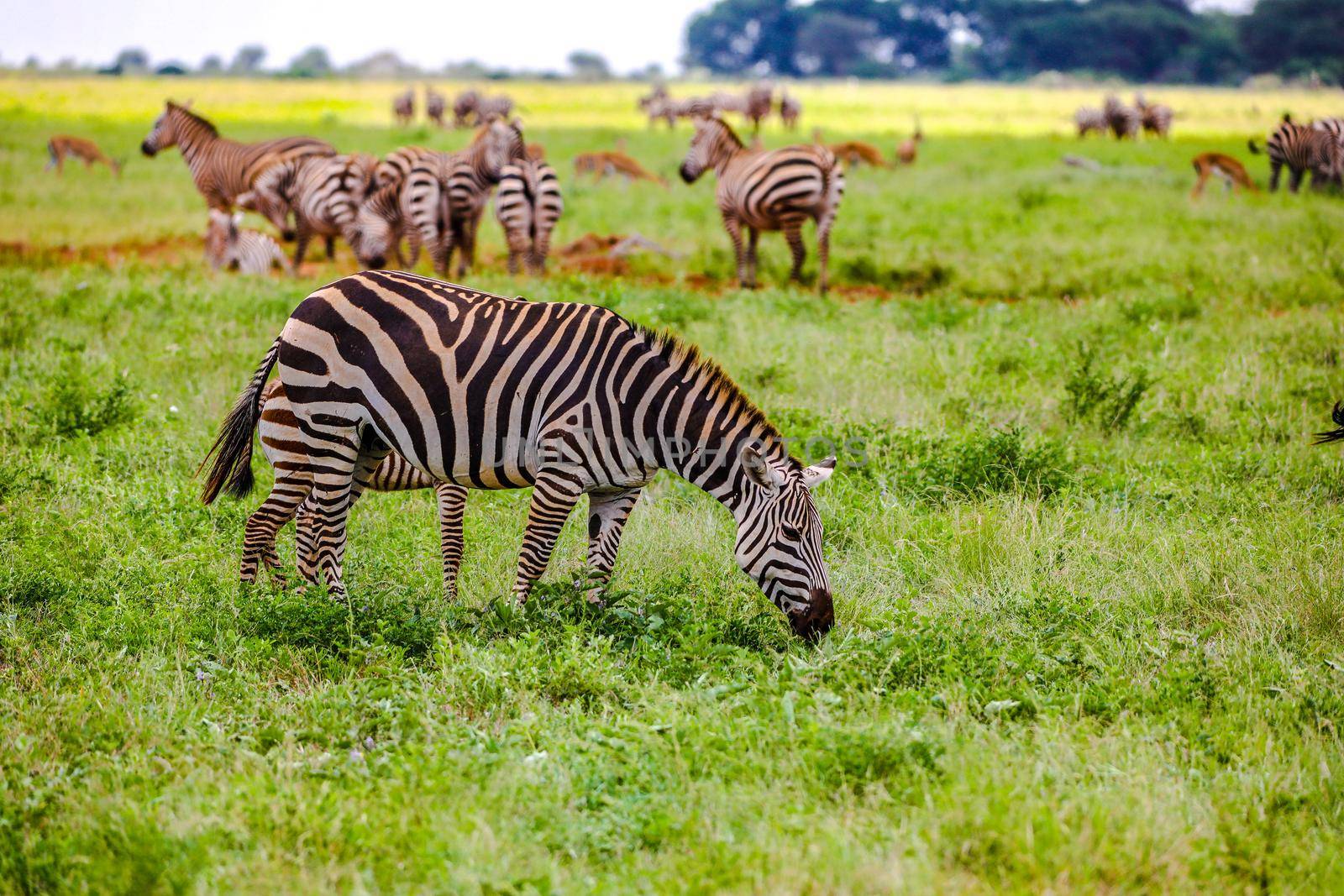 Zebras in Tsavo East National Park, Kenya, Africa by Weltblick