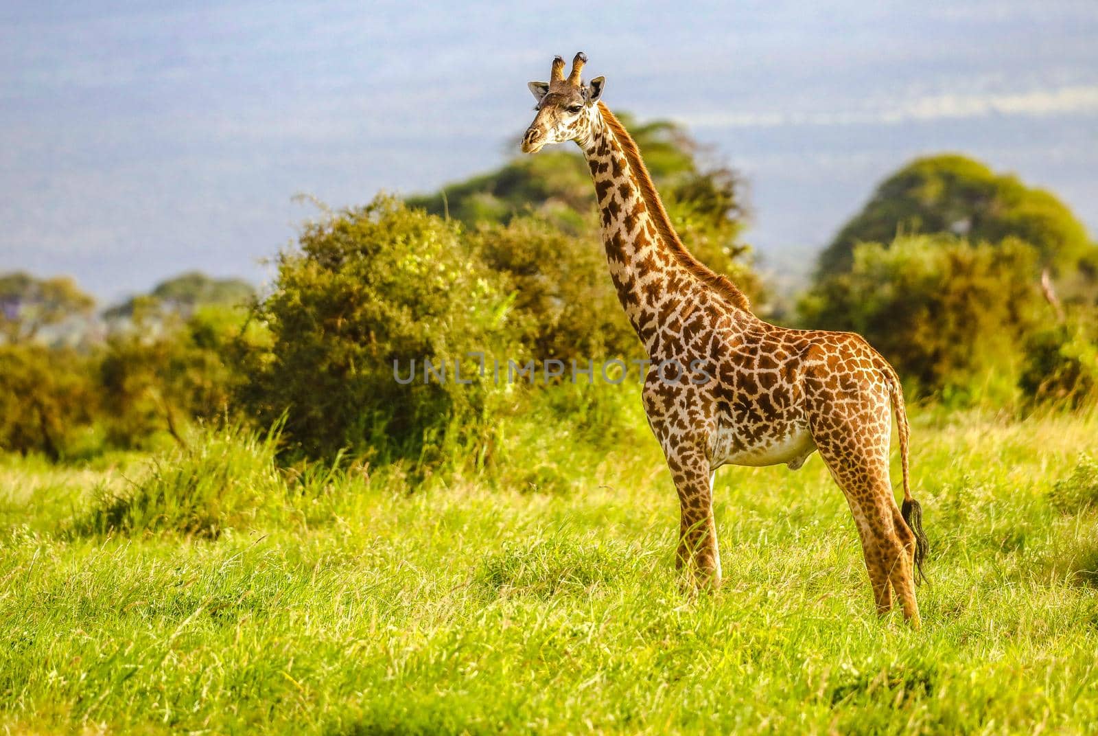 Masai Giraffe, Massai-Giraffe in Amboseli National Park, Kenya, Africa