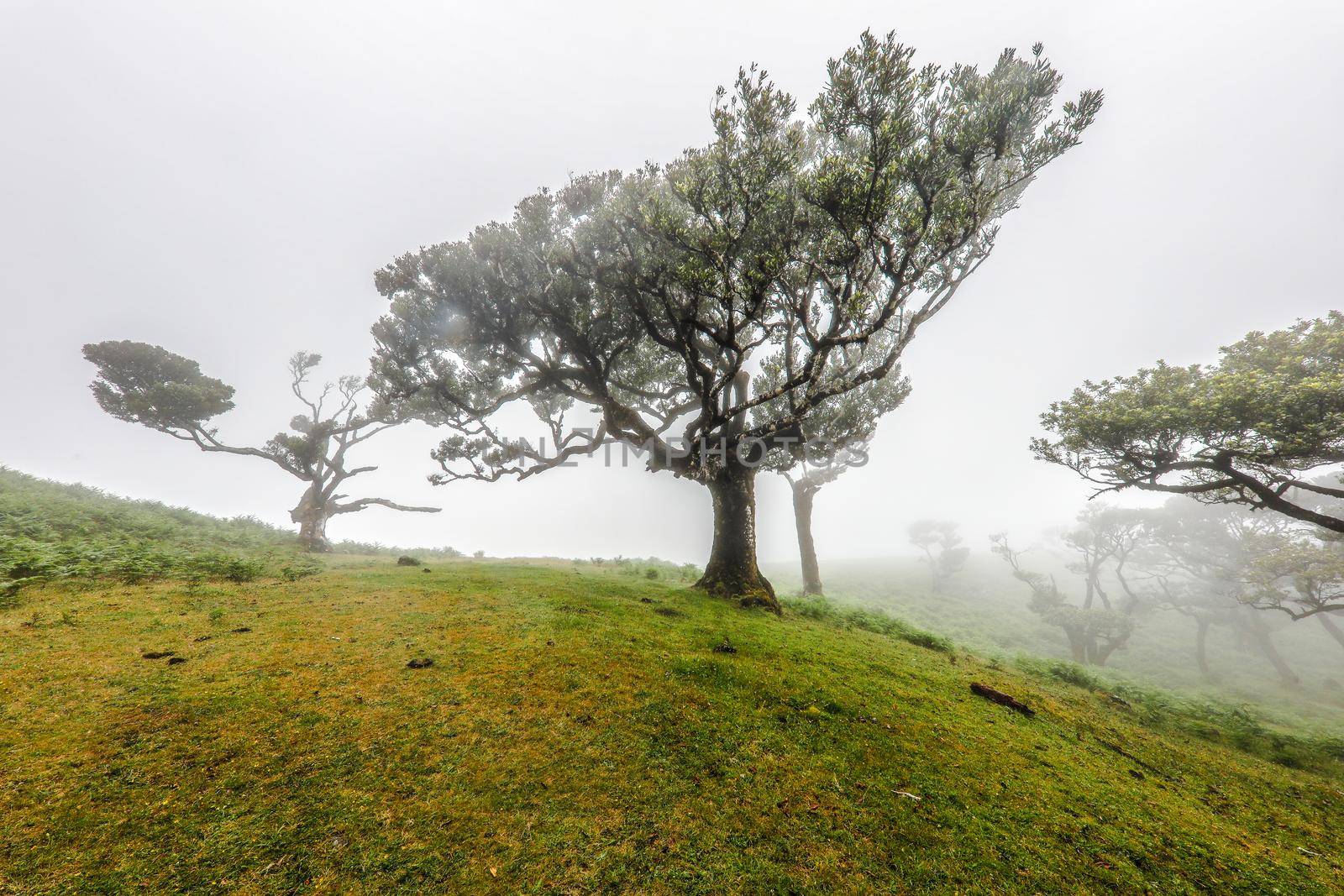 The Laurisilva Forest Fanal, Madeira, Portugal, Europe
