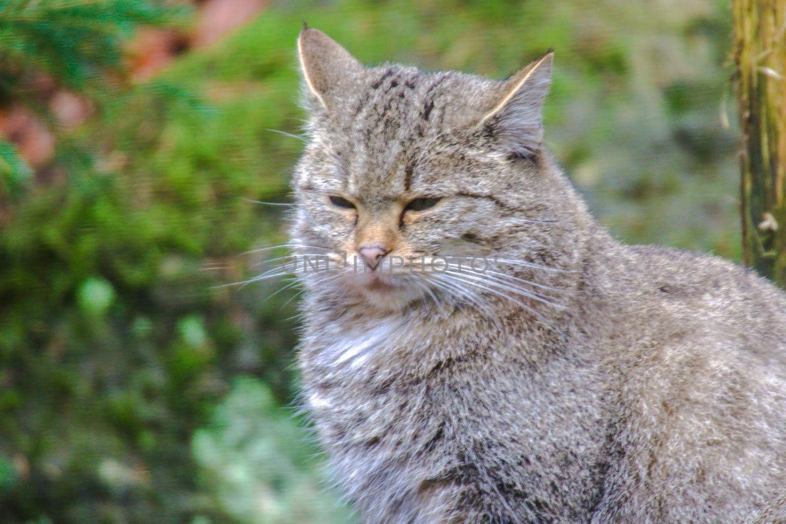 Wildcat in the bavarian forest national park, Germany