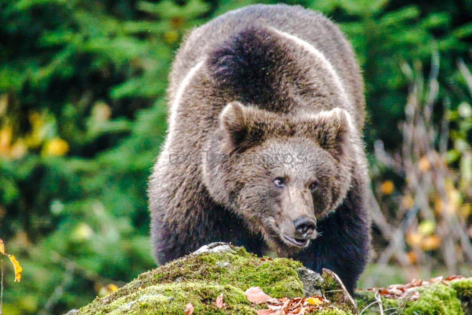 Brown bear (Ursus arctos arctos), outdoor in the National Park Bavarian Forest, Germany  by Weltblick