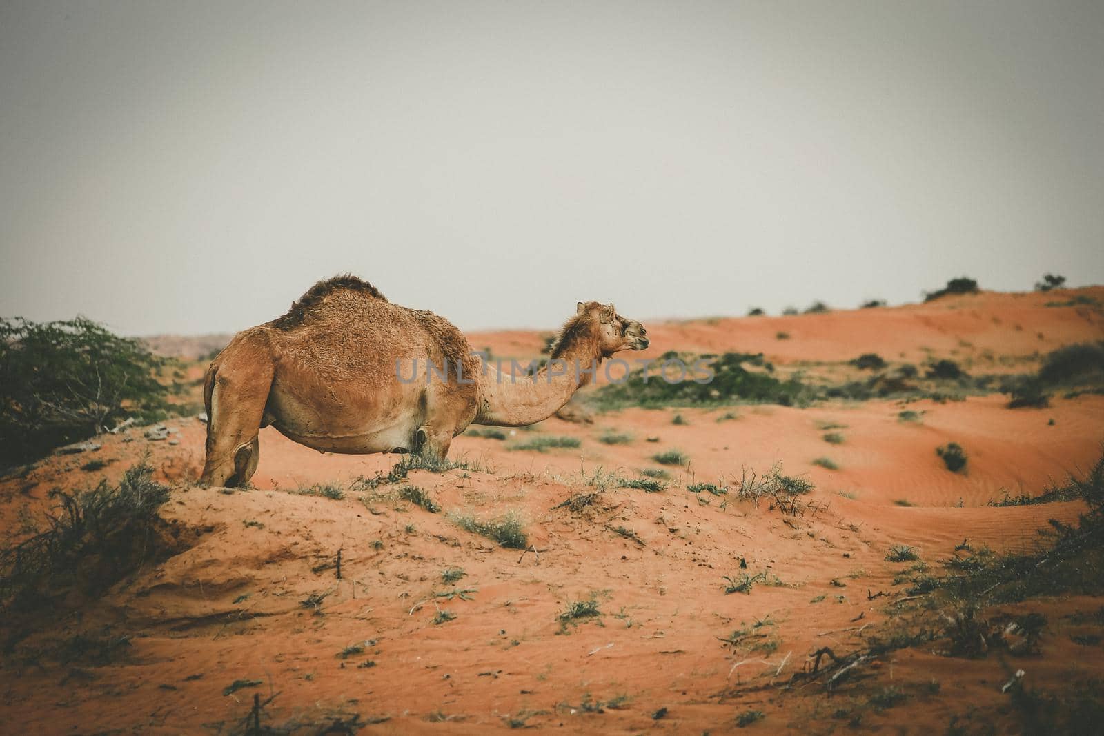 Camel in the Desert, Ras al Khaimah (Ra’s al-Chaima), Vereinigte Arabische Emirate, Asien  by Weltblick