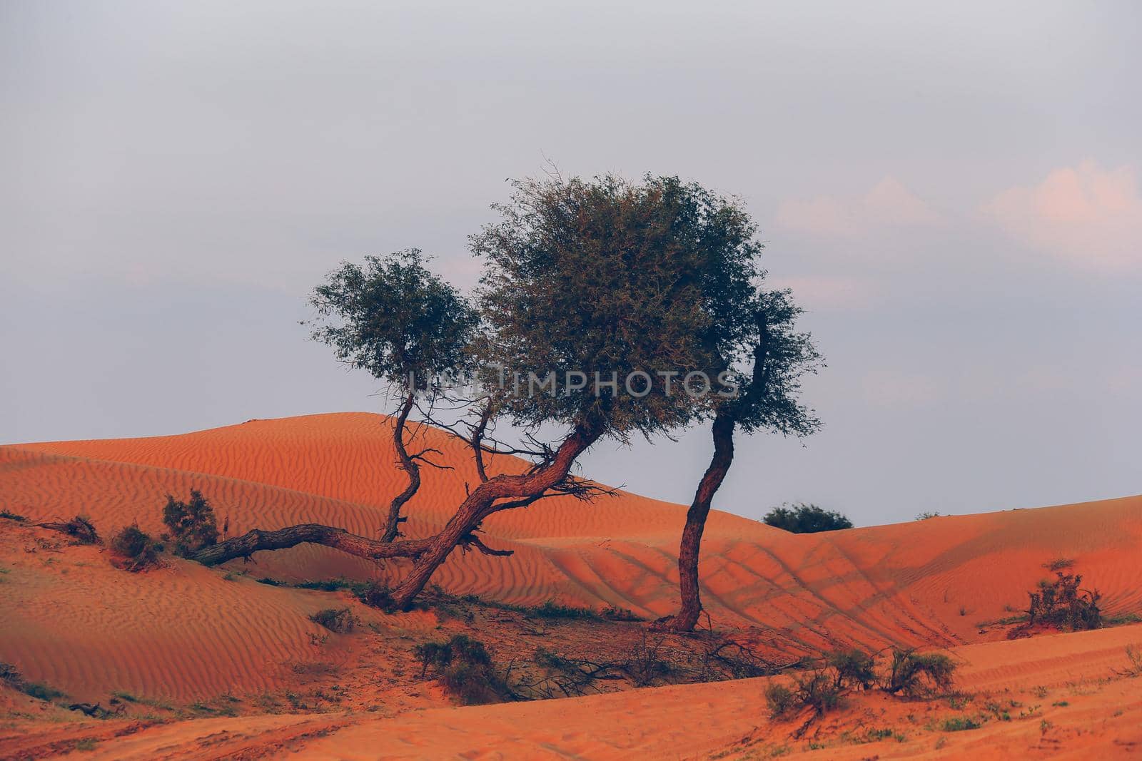 The Desert in Ras al Khaimah, United Arab Emirates, Asia 