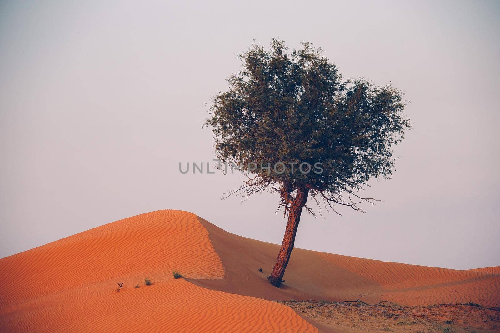 The Desert in Ras al Khaimah, United Arab Emirates, Asia 