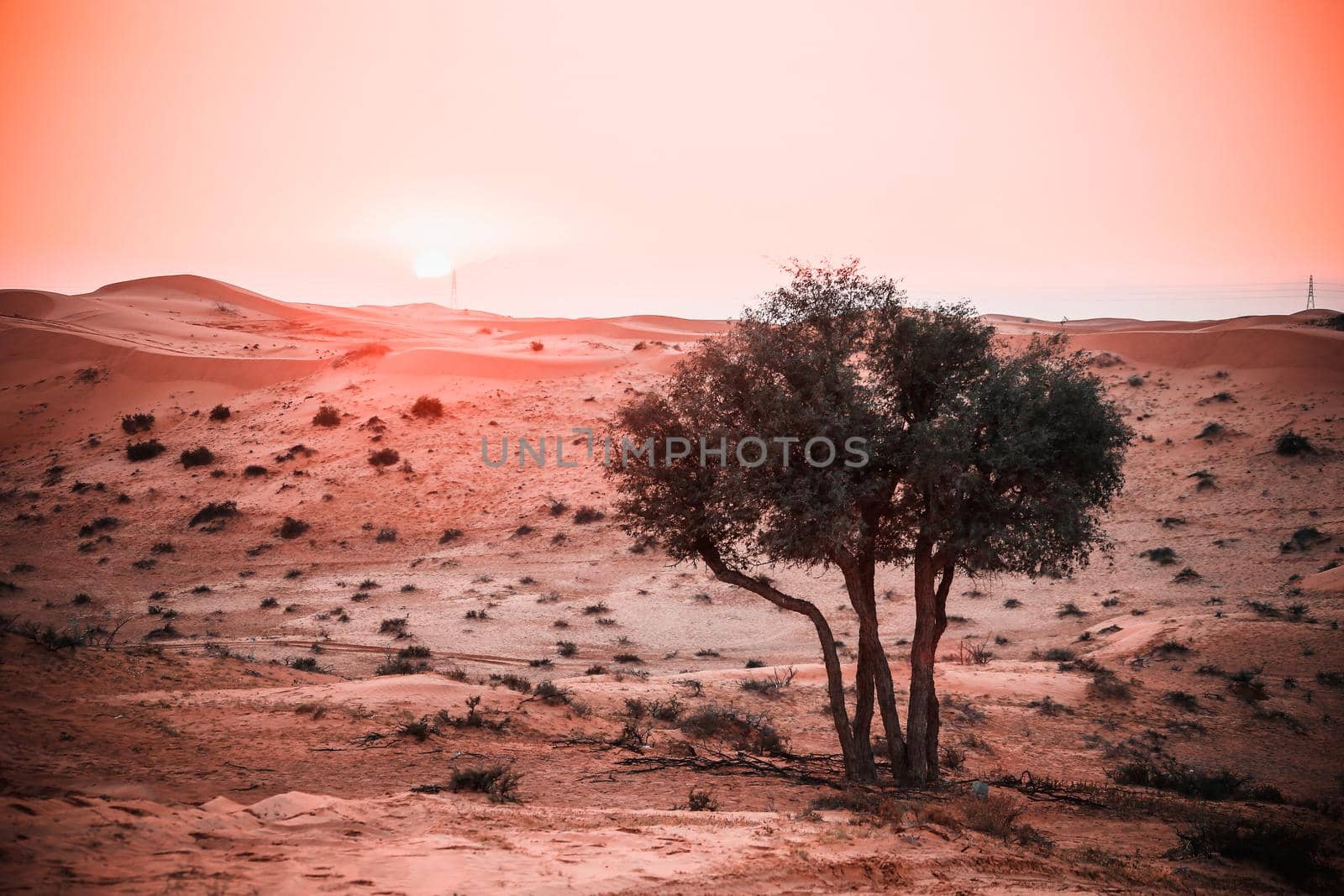 The Desert in Ras al Khaimah, United Arab Emirates, Asia  by Weltblick