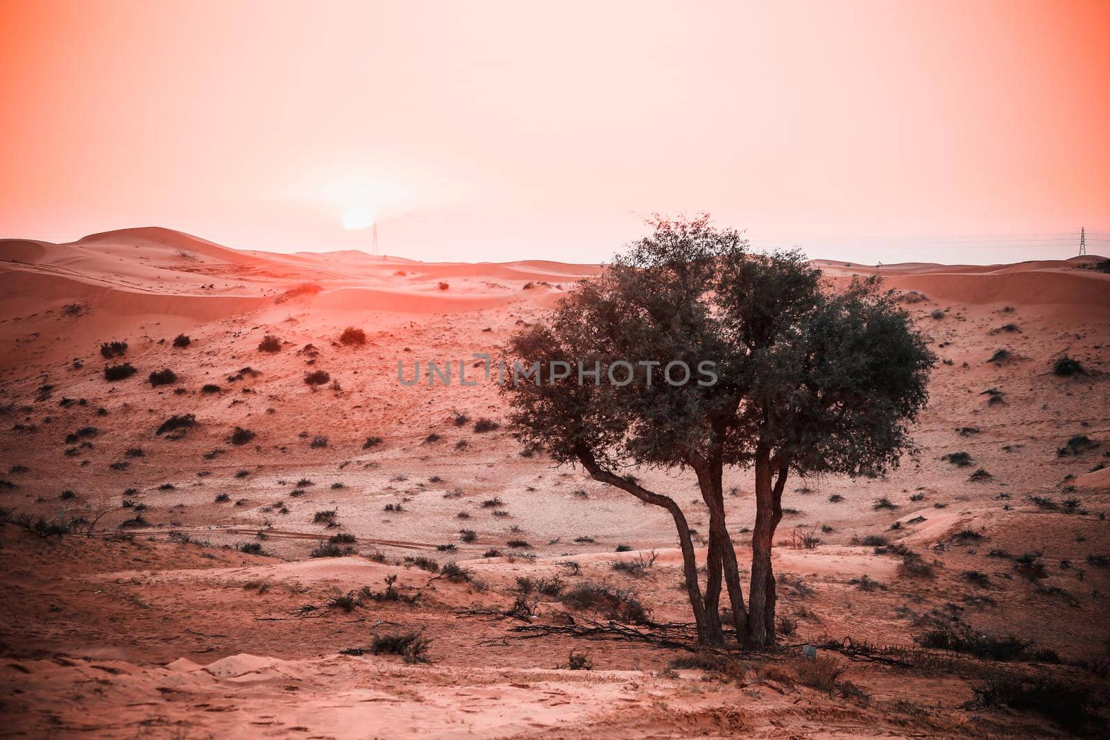 The Desert in Ras al Khaimah, United Arab Emirates, Asia 