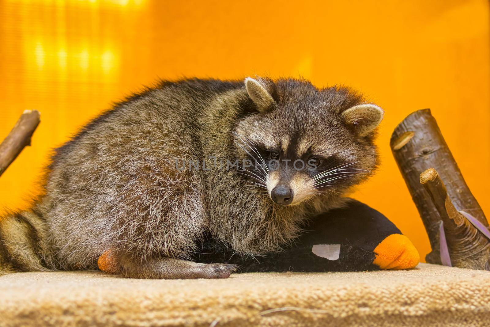 raccoon (Procyon lotor), also known as the North American raccoon close up. Human like expression on the animal face