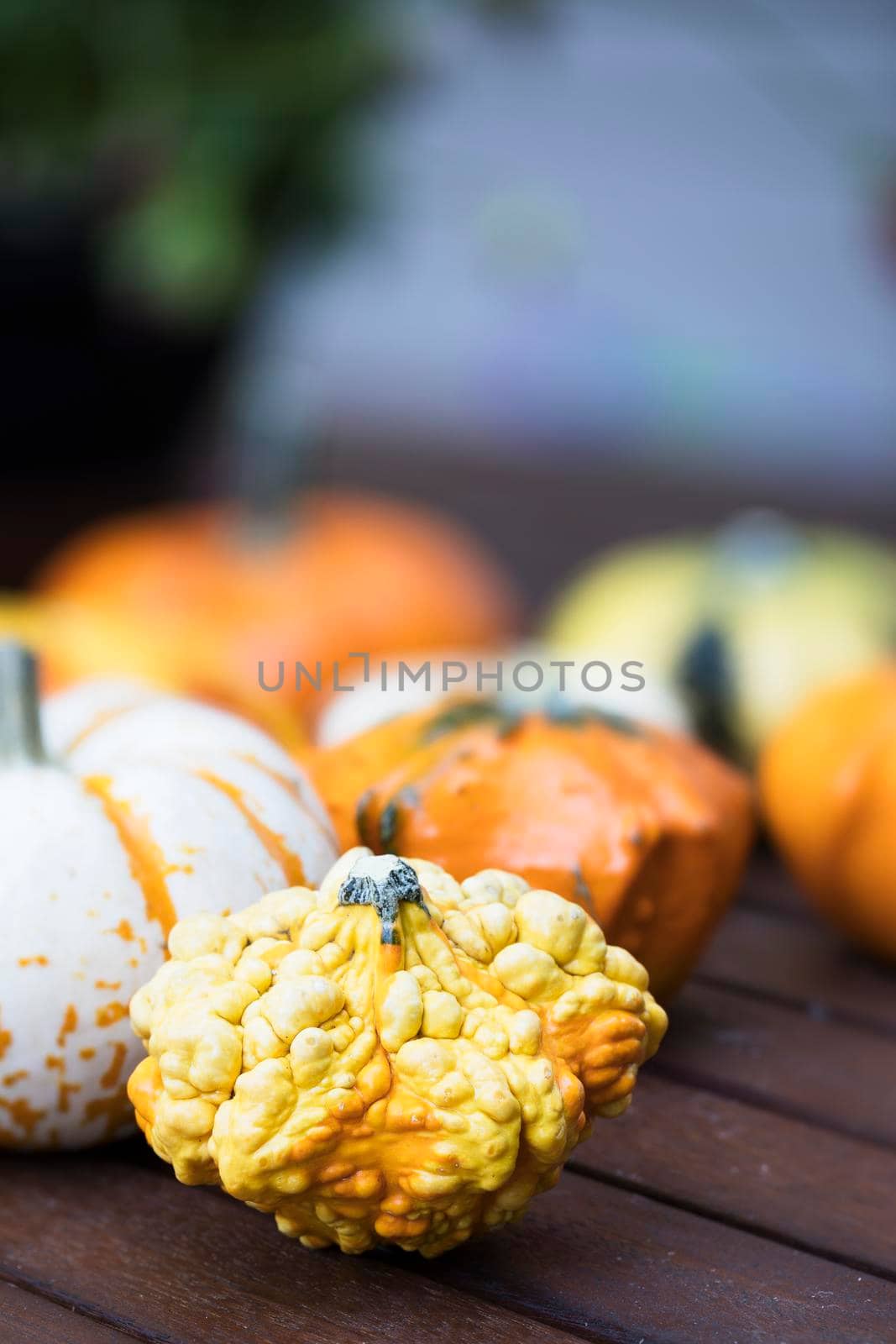 Colourful and knobby decorative autumn gourd.
