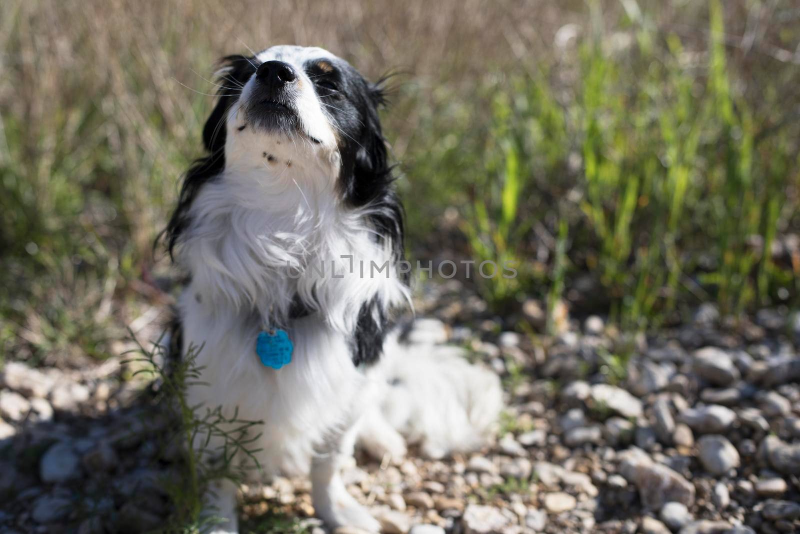 Cute dog enjoying soaking up some sunshine on a spring day.