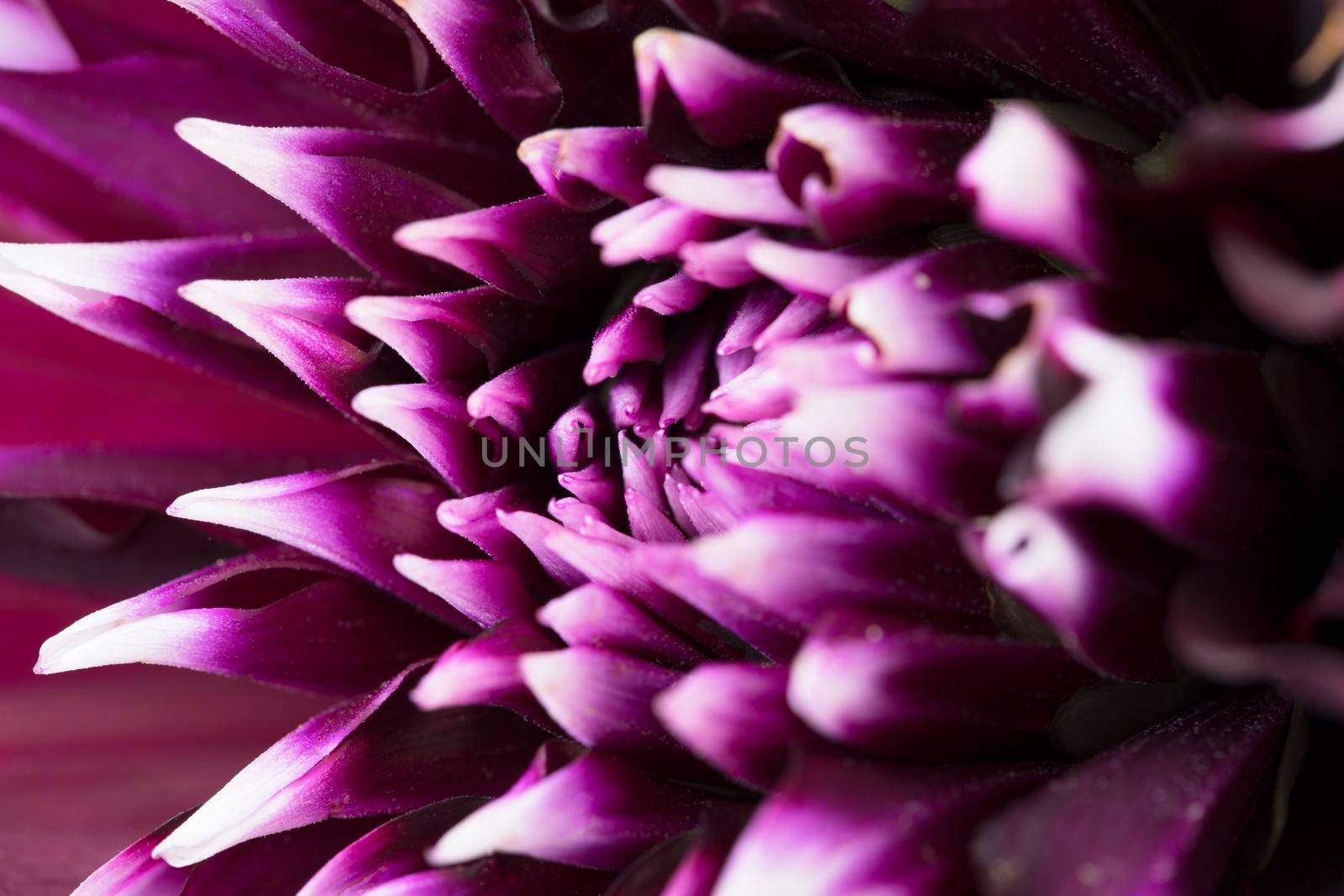 Close up of purple dahlia