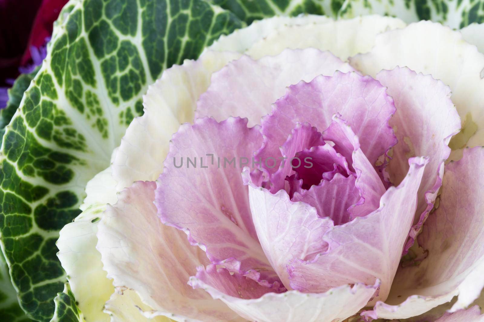 Close up of purple and white decorative cabbage.