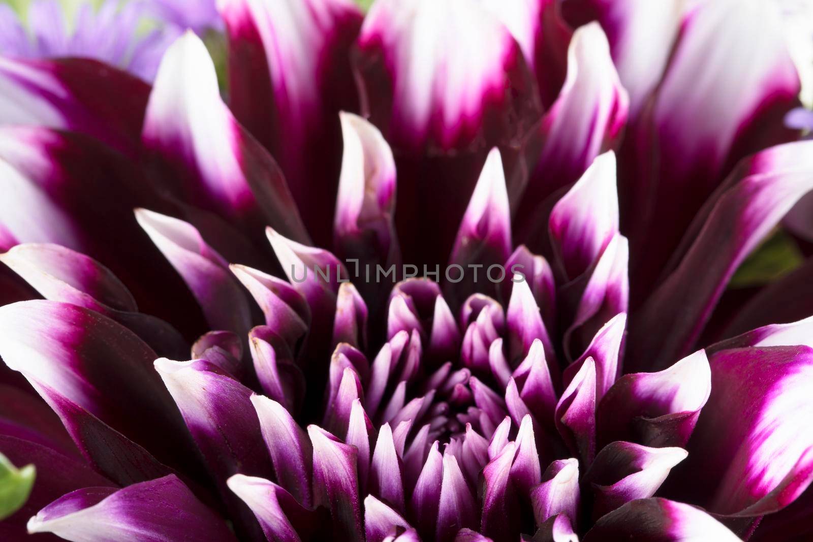 Close up of purple and white Edinburgh dahlia