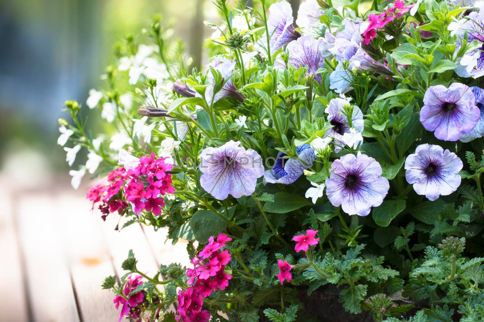 Spring flower basket with variegated purple petunias and pink verbena flowers on outdoor wooden table.