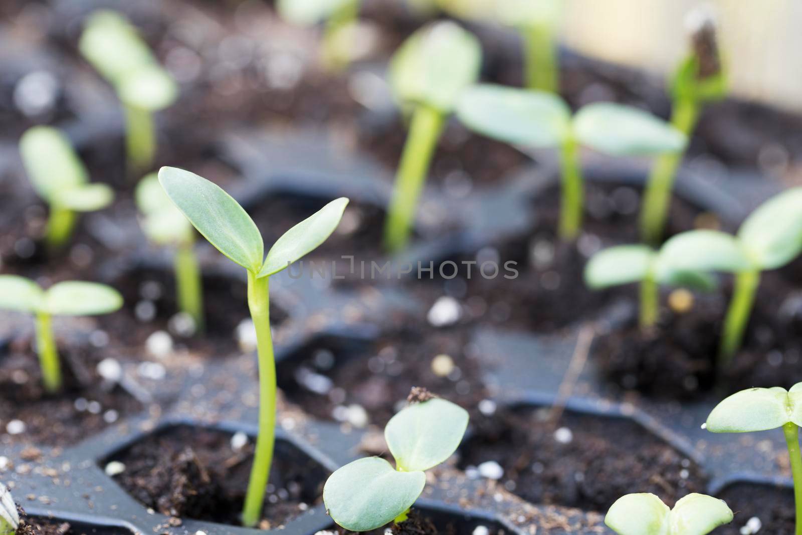 Sunflower spouts in seedling tray plugs.