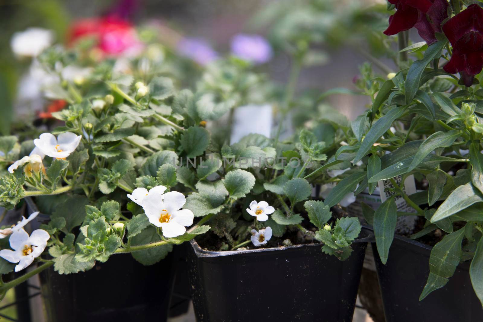 Bacopa flowers growing in plastic pots in greenhouse.