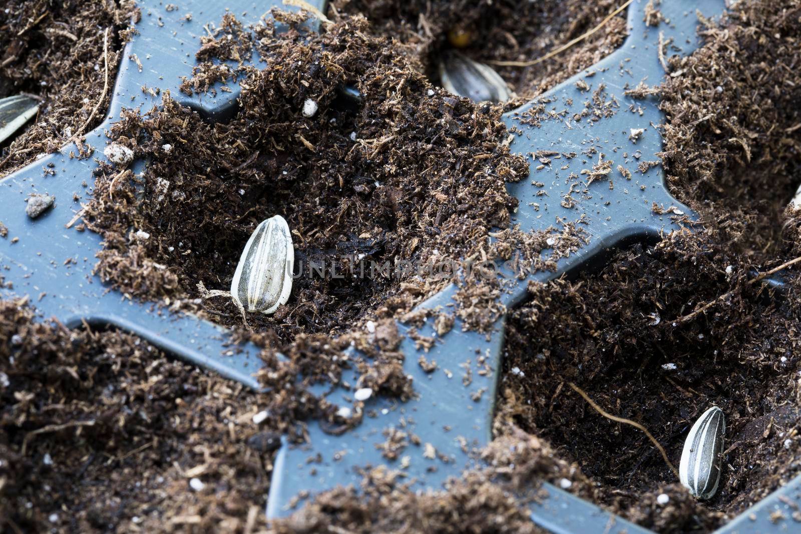 Sunflower seeds in soil in planting trays