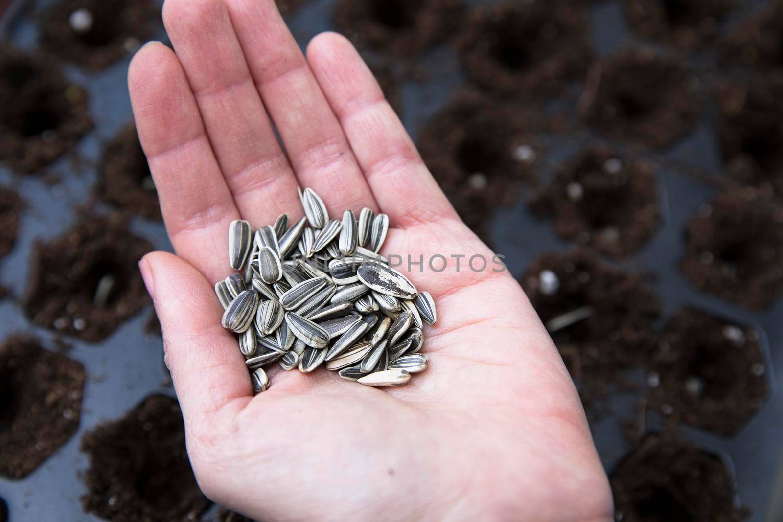 Hand with sunflower seeds held over seed tray with soil ready for planting.