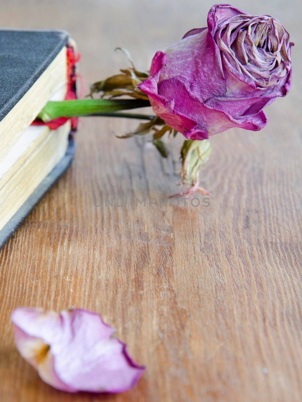 detailed dry pink rose flower used as bookmark in vintage book; focus on flower