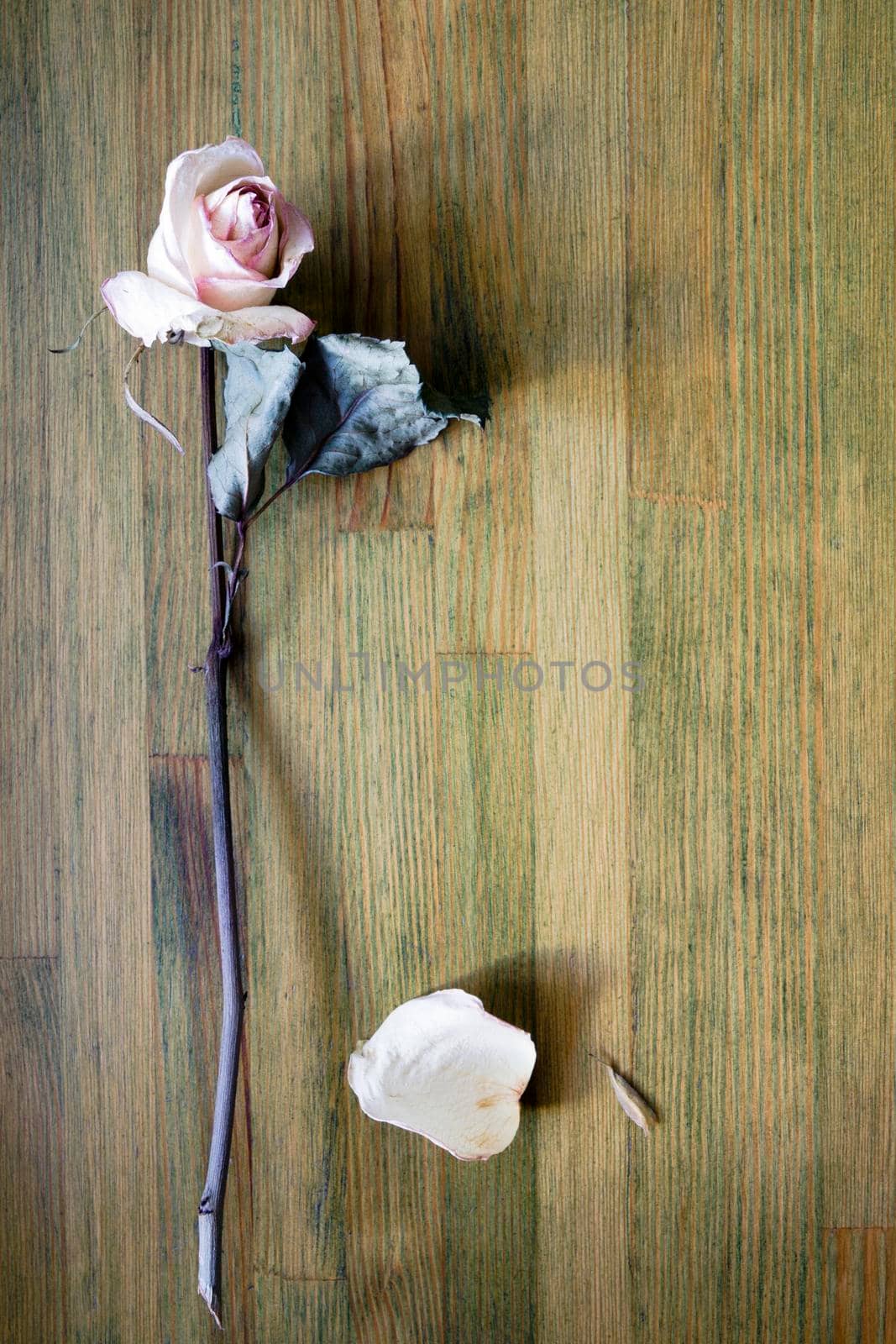 white dried rose lays on the weathered wooden table top