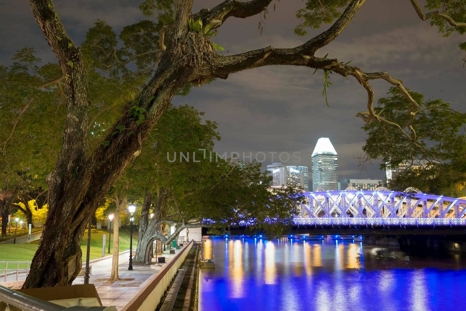 big tree close to the river and illuminated Singapore skyline by nigh
