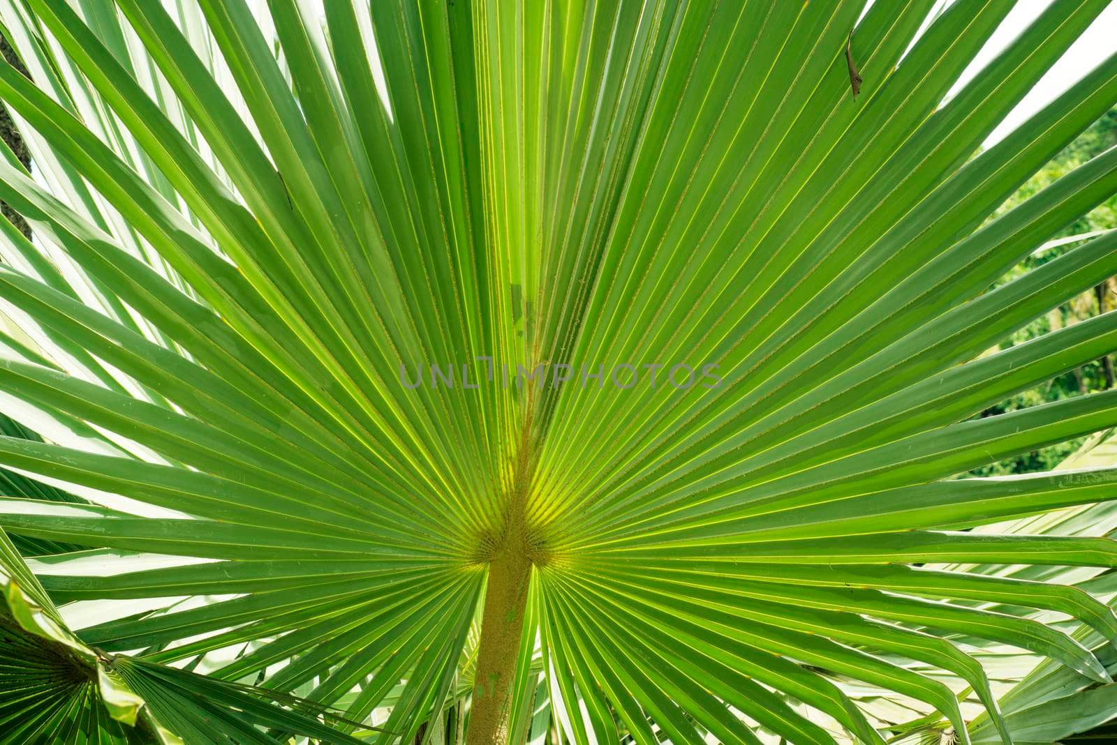 giant green plant leaf in tropical forest