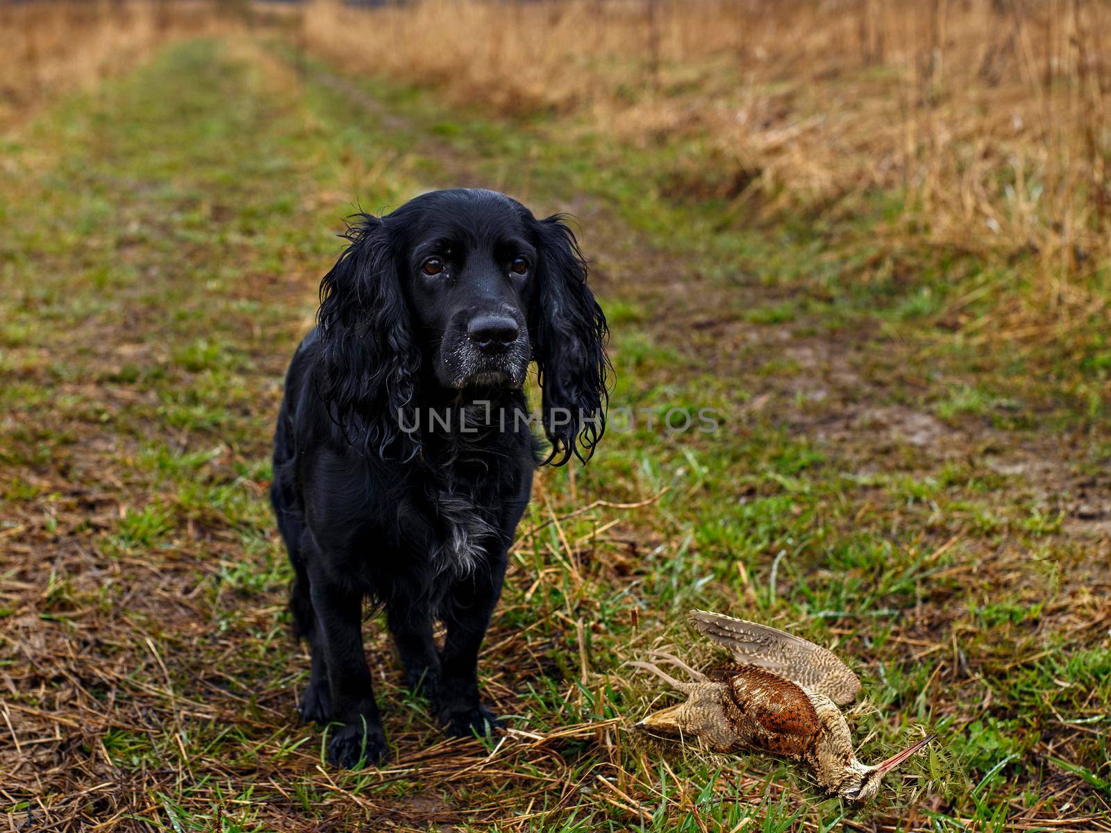 Hunting dog and its trophy - wild killed bird on ground among green grass in spring day by Sestra