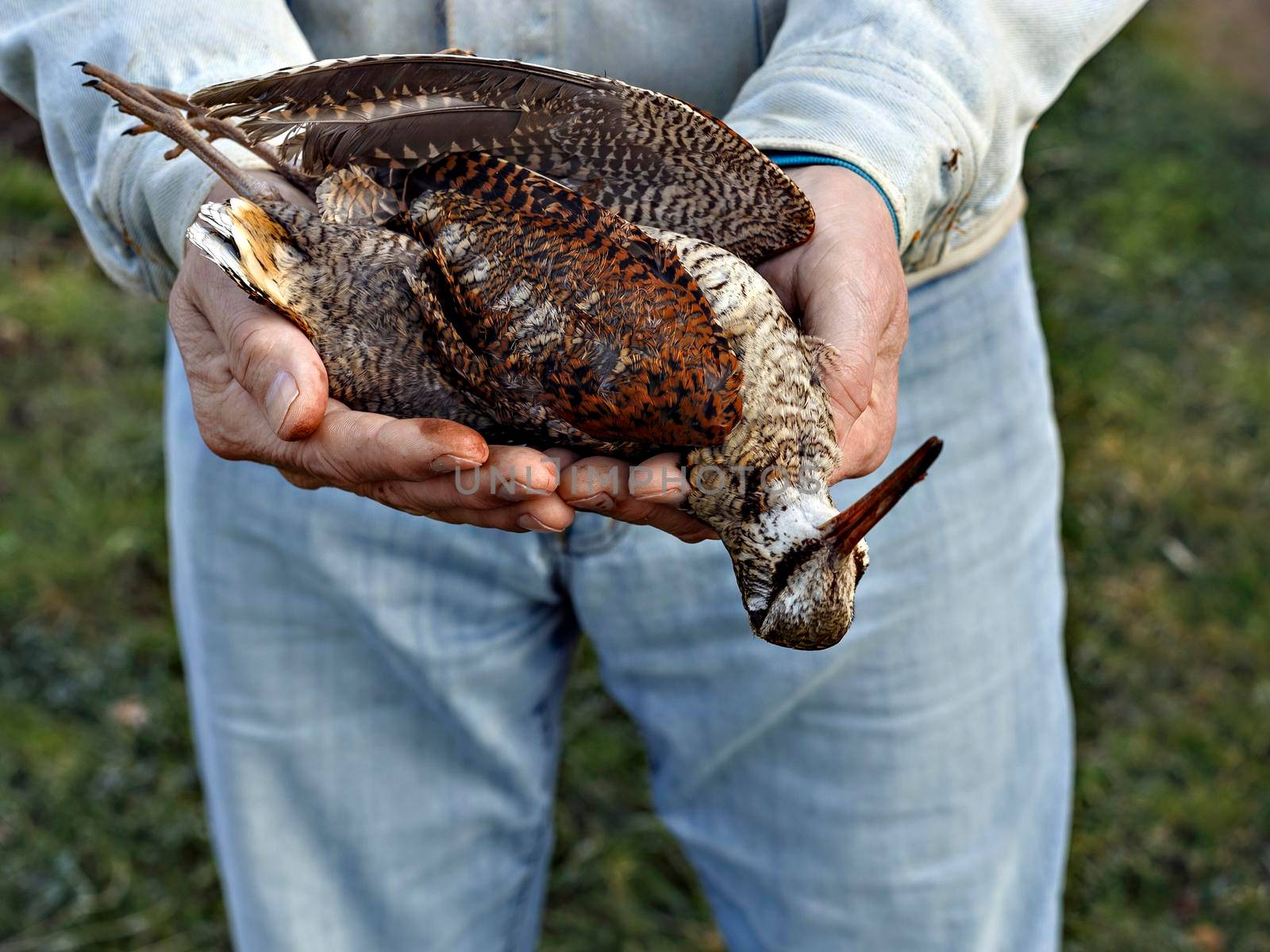 Man holds dead wild bird with motley plumage.