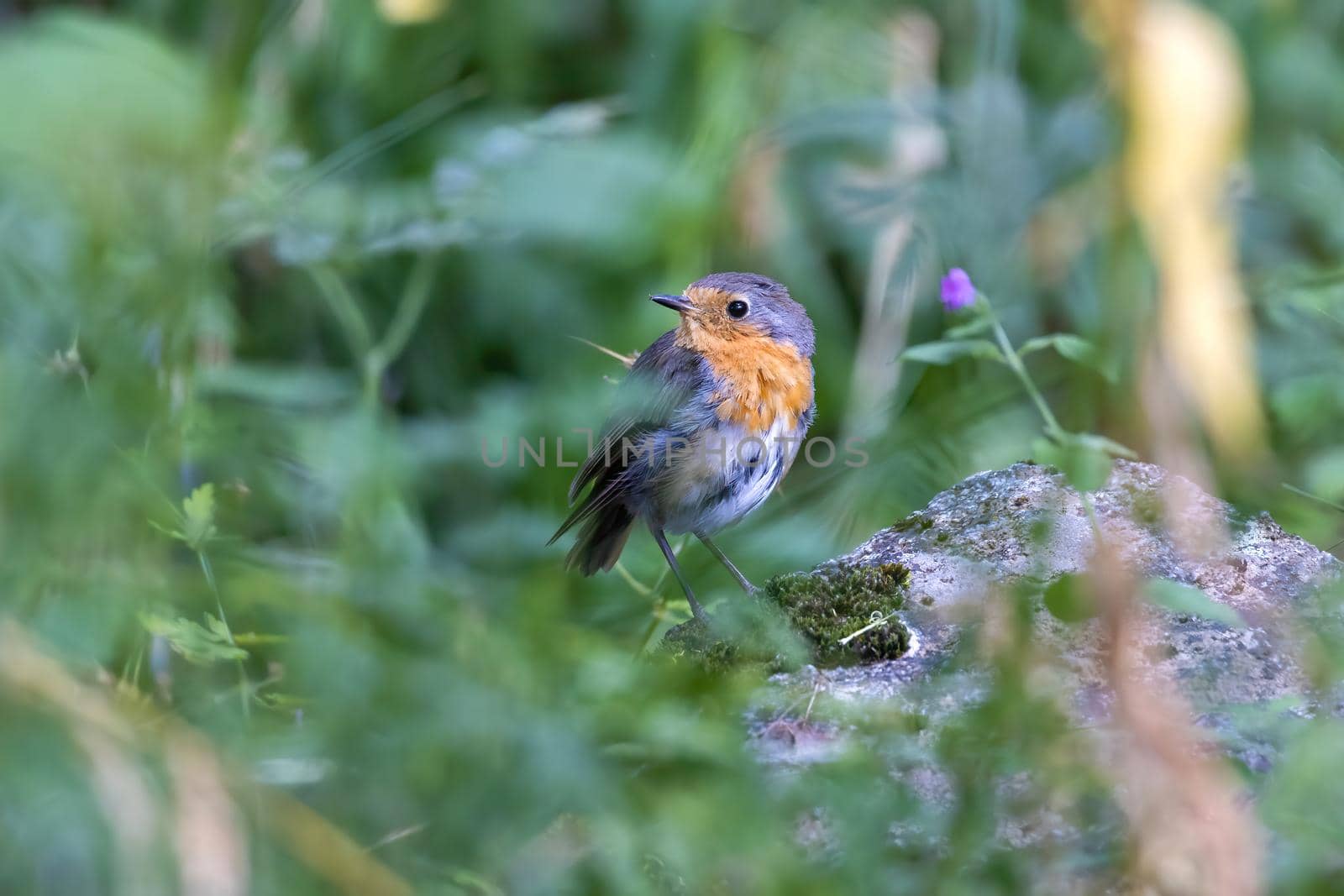 Small European robin (Erithacus rubecula) is hiding in the spring forest