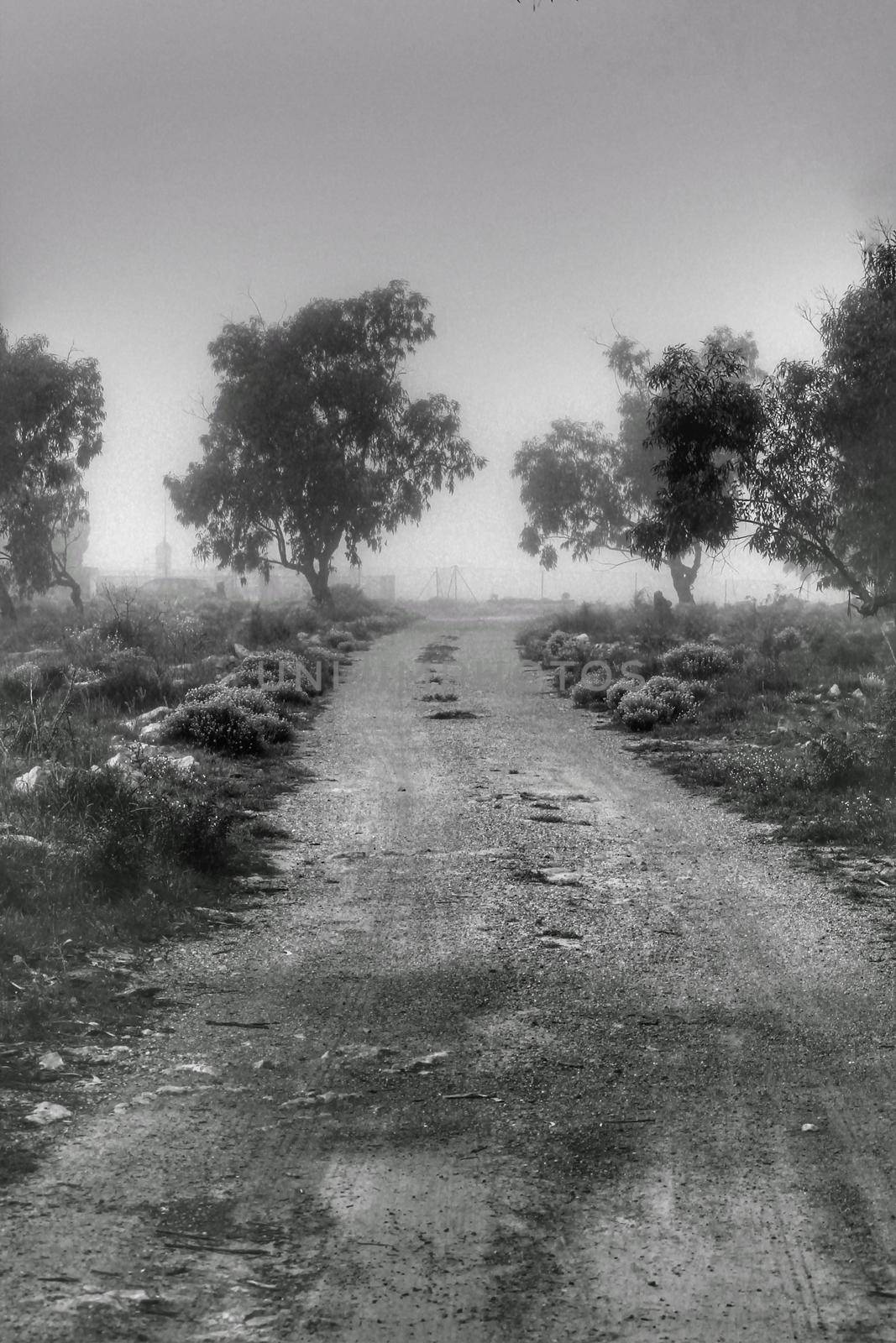 Path and Beautiful and dark Eucalyptus forest covered by fog in the morning in Spain