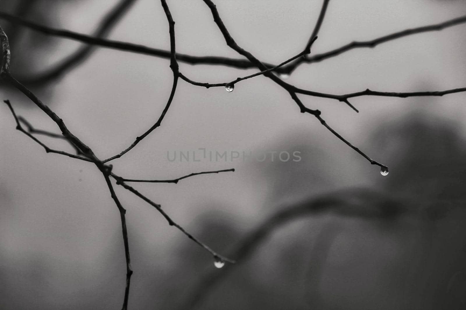 Dry tree branches with dew drops in the morning in Spain. Monochrome picture.
