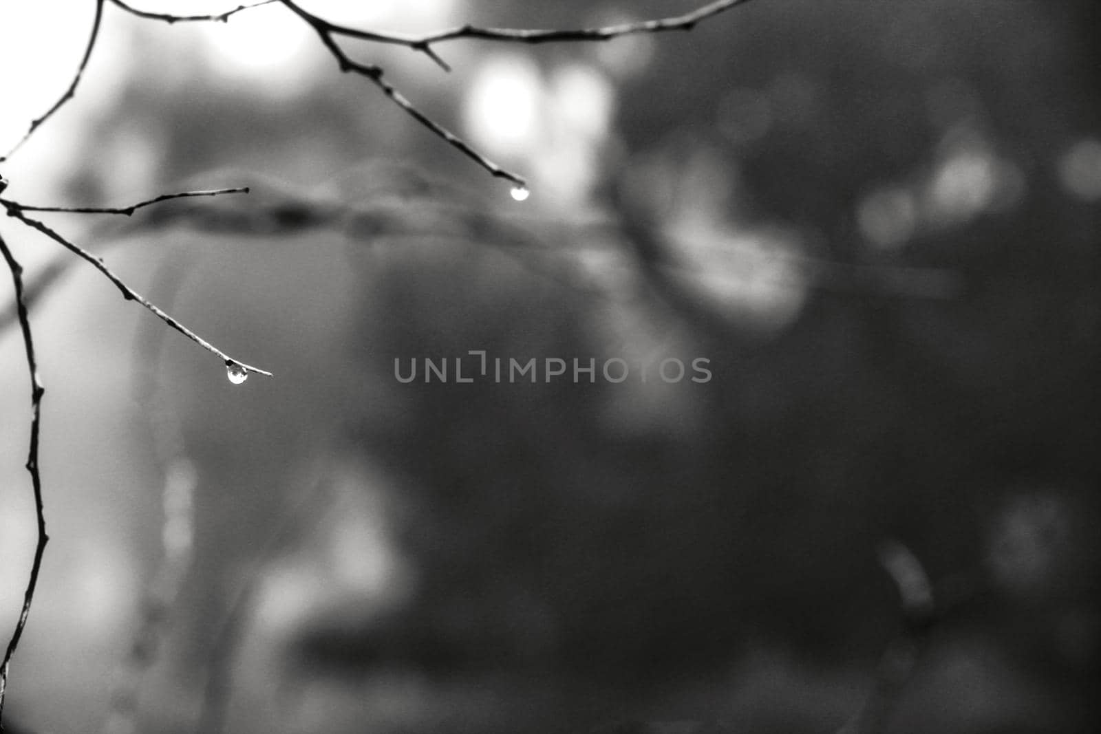 Dry tree branches with dew drops in the morning in Spain. Monochrome picture.