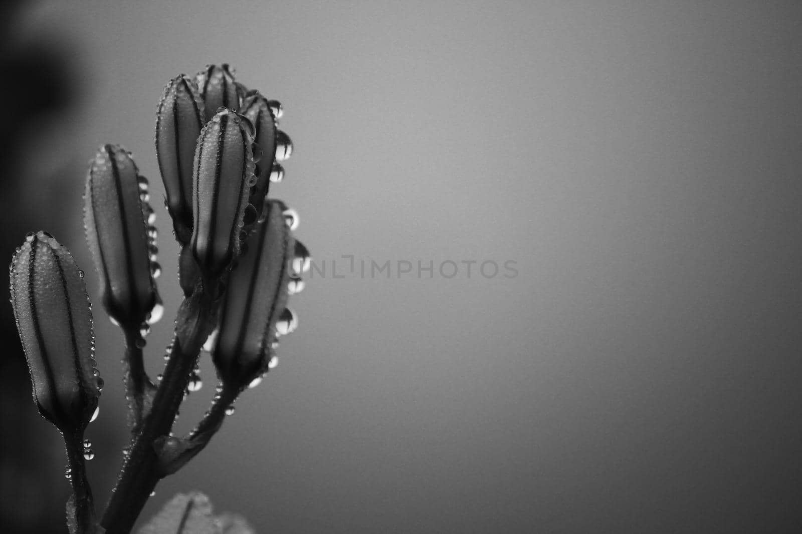Beautiful Asphodelus Fistulosus flower with dew drops in the morning. Monochrome picture.