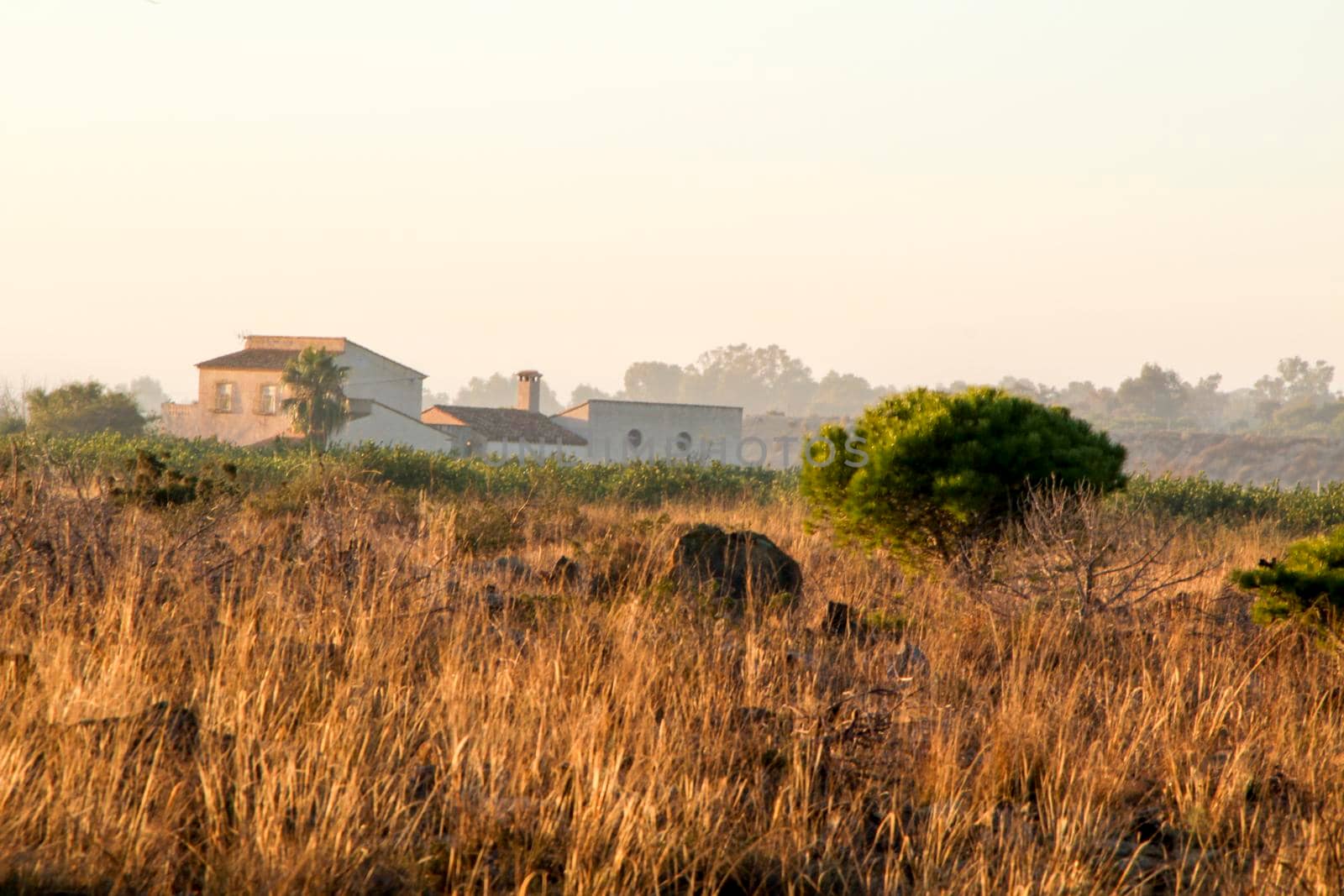 Countryside landscape with native bushes and eucalyptus trees in the morning in Alicante, Spain