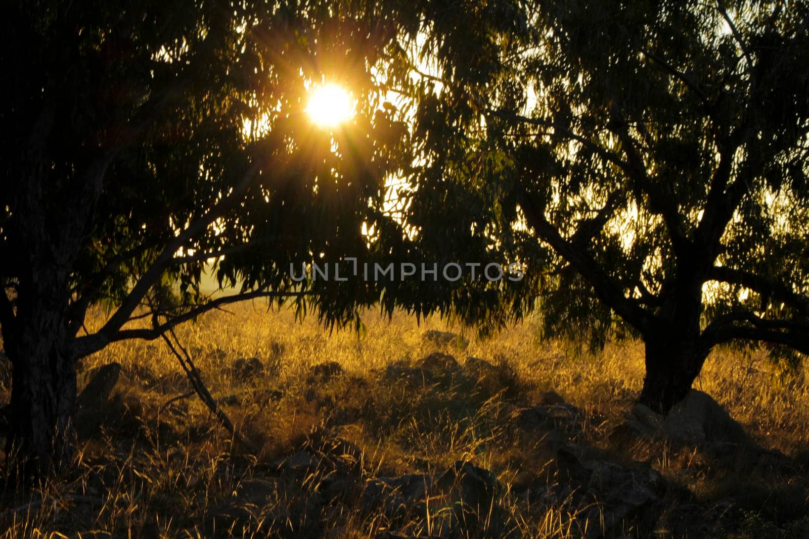 Countryside landscape with native bushes and eucalyptus trees in the morning in Alicante, Spain