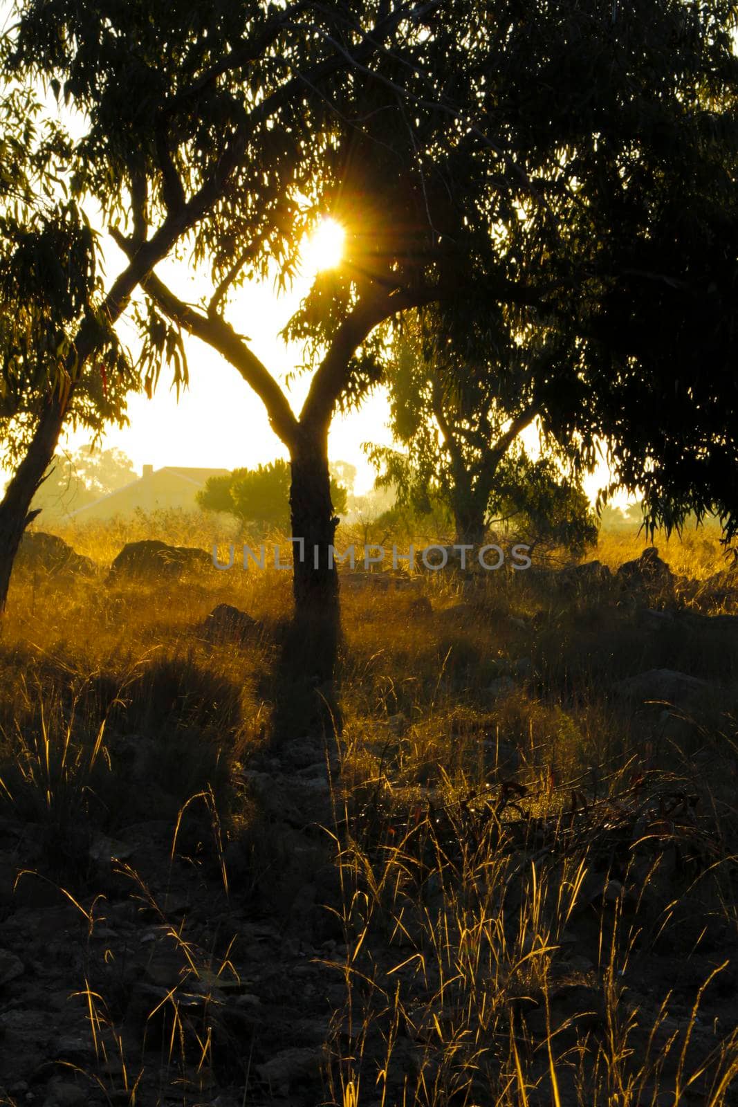 Countryside landscape with native bushes and eucalyptus trees in the morning in Alicante, Spain