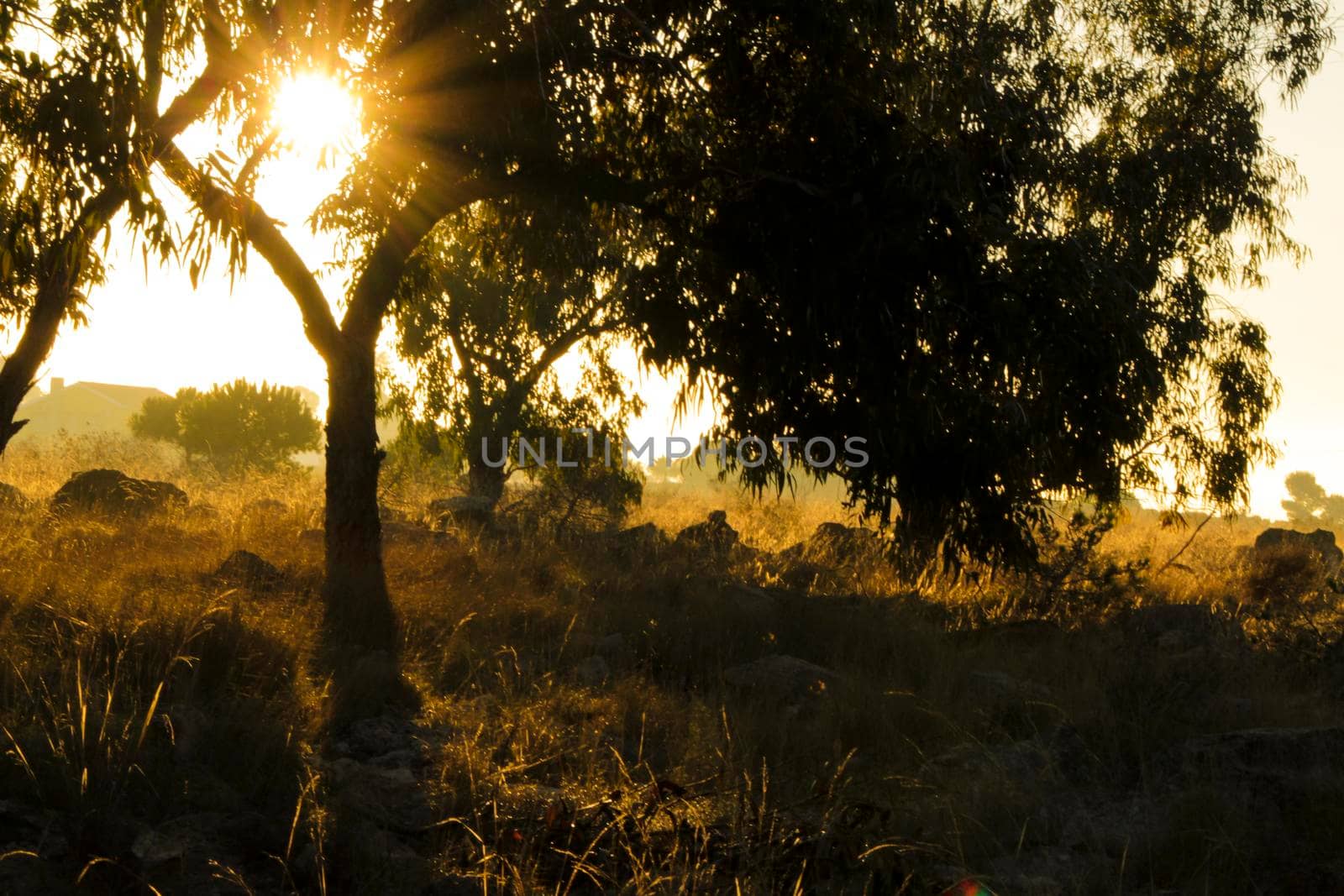 Countryside landscape with native bushes and eucalyptus trees in the morning in Alicante, Spain