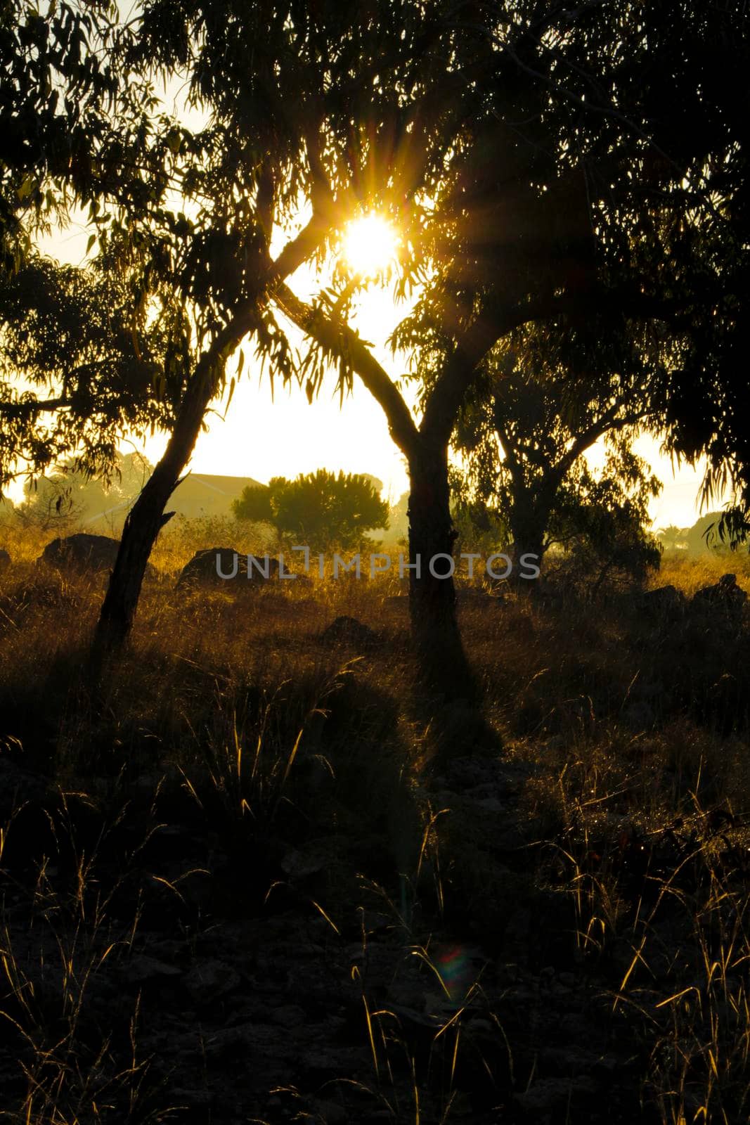 Countryside landscape with native bushes and eucalyptus trees in the morning in Alicante, Spain
