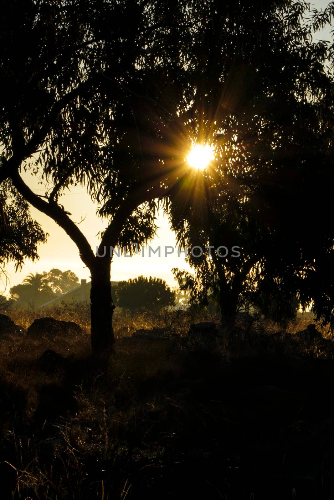Countryside landscape with native bushes and eucalyptus trees in the morning in Alicante, Spain